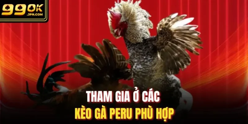 Tham gia ở các kèo gà Peru phù hợp