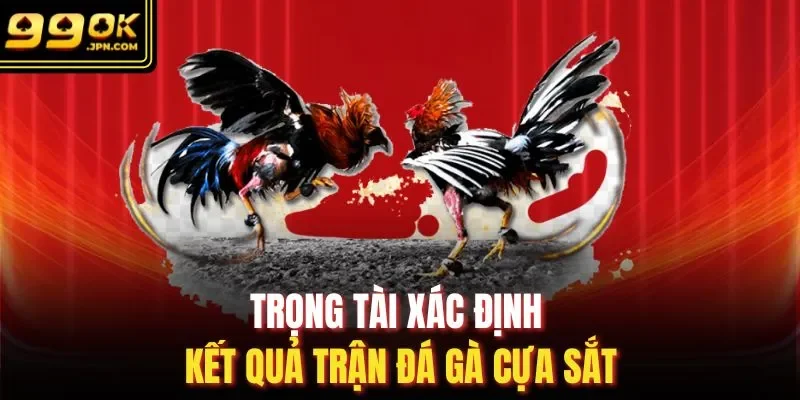 Trọng tài xác định kết quả trận đá gà cựa sắt