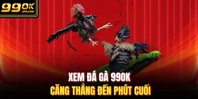 Xem đá gà 99OK căng thẳng đến phút cuối