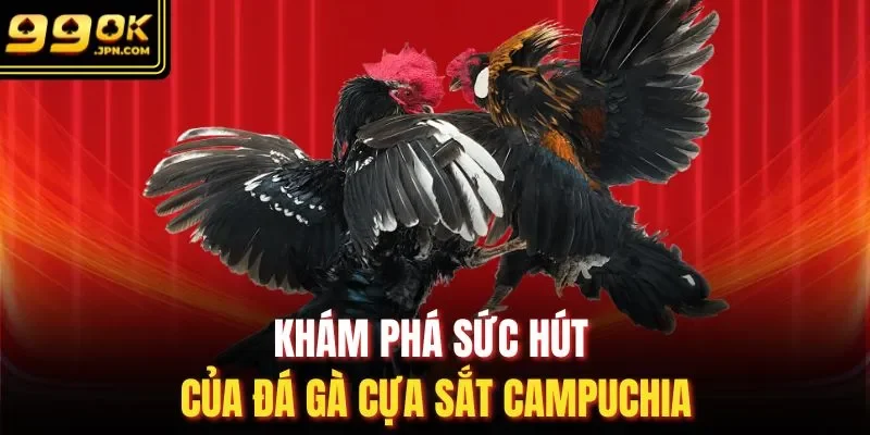 Khám phá sức hút của đá gà cựa sắt campuchia